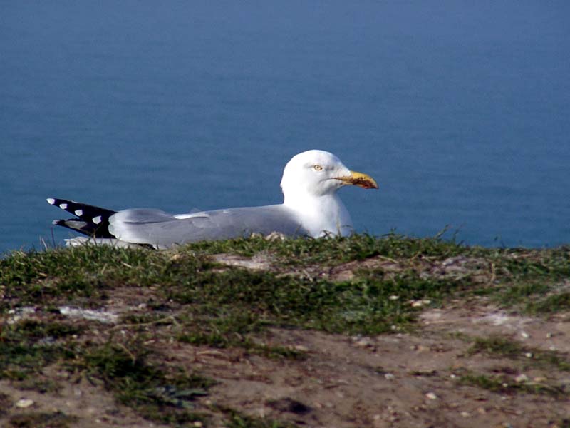 024Mouette.jpg