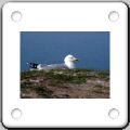 024Mouette.jpg