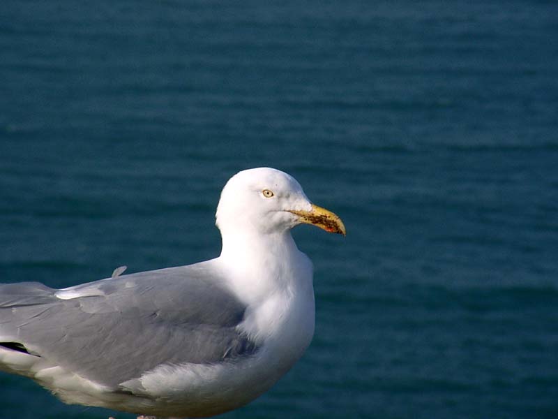 025Mouette.jpg