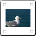 025Mouette.jpg