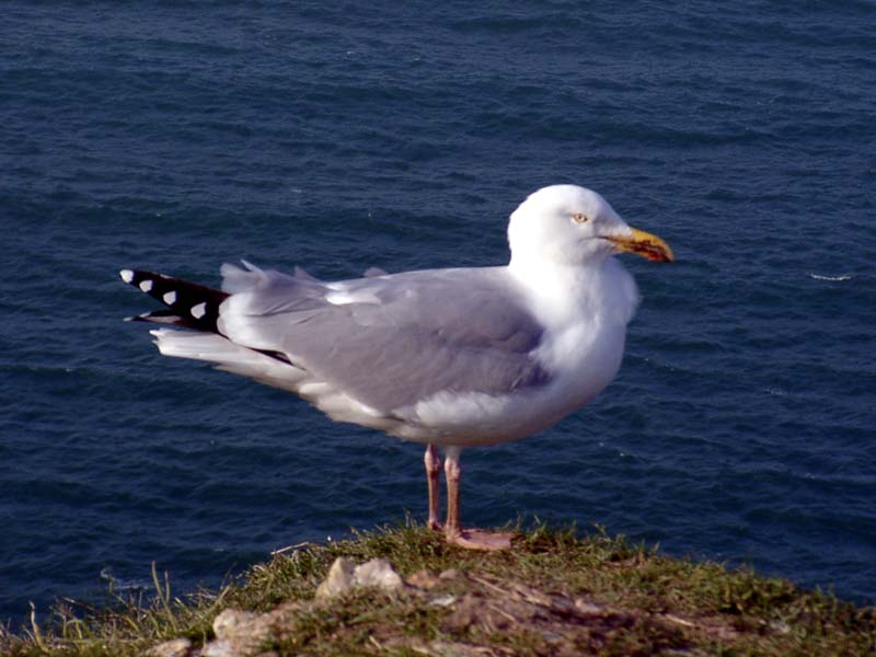 026Mouette.jpg