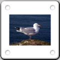 026Mouette.jpg