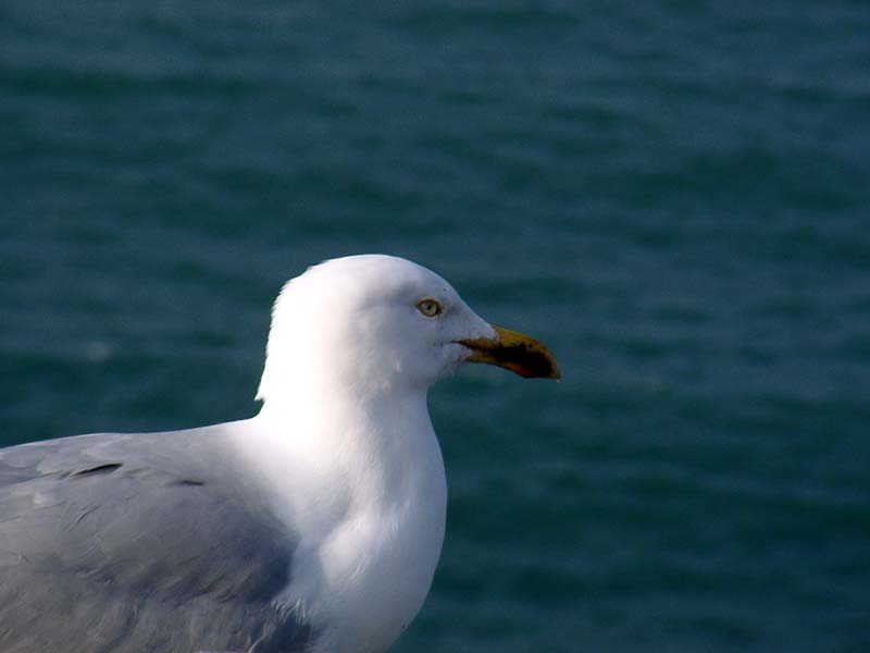 027Mouette.jpg