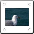 027Mouette.jpg