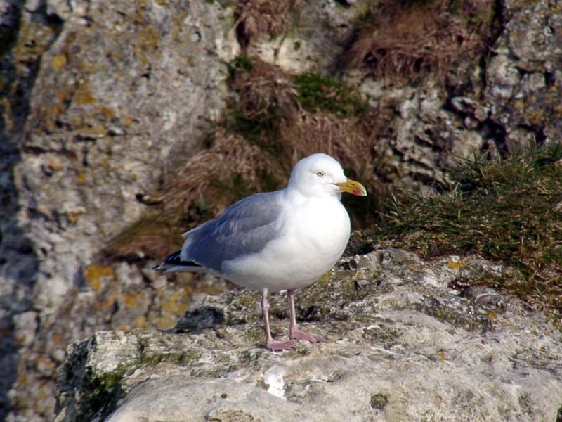 032Mouette.jpg