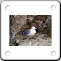 032Mouette.jpg