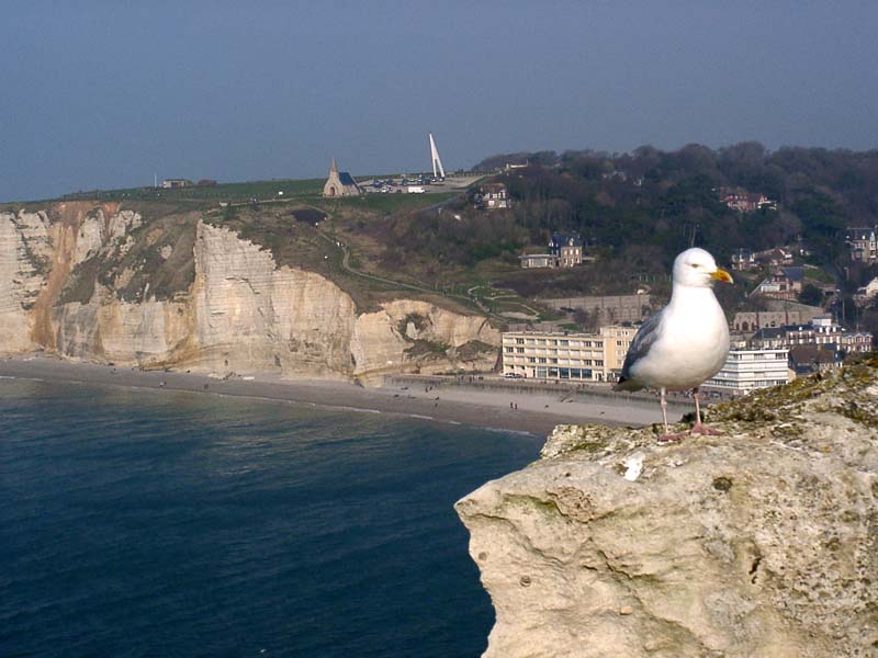 033Mouette.jpg