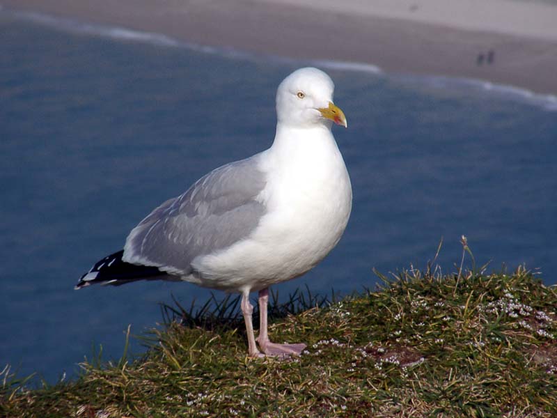 035Mouette.jpg