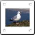 035Mouette.jpg