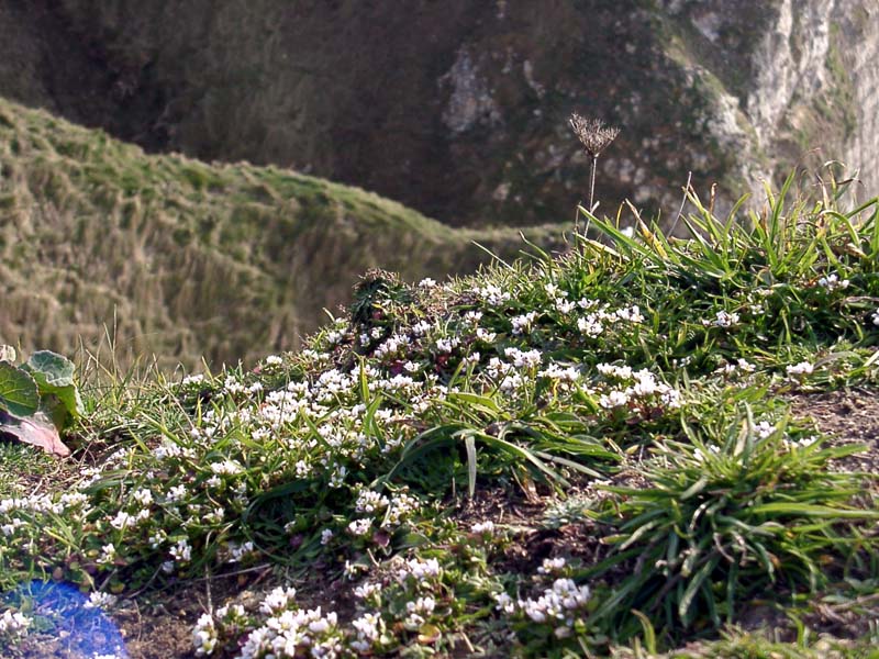 036Herbe.jpg