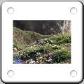 036Herbe.jpg