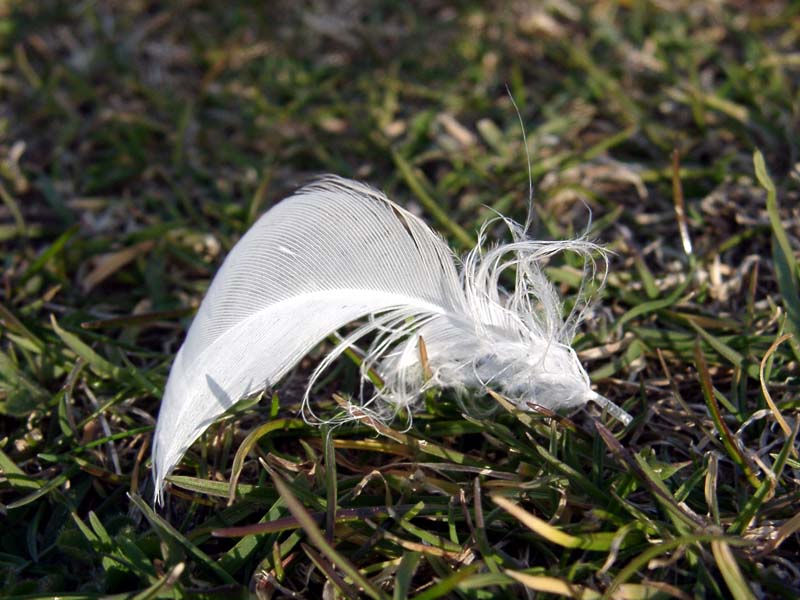037Plume.jpg